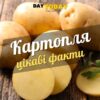Цікаві факти про картоплю
