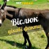 Цікаві факти про віслюків