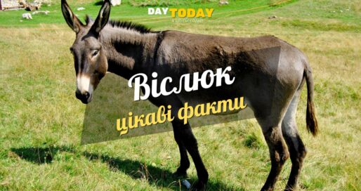 Цікаві факти про віслюків