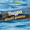 Цікаві факти про видру