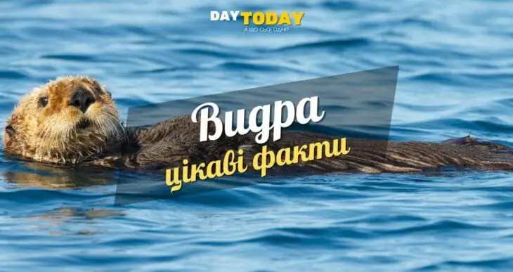 Цікаві факти про видру