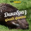 Цікаві факти про дикобразів