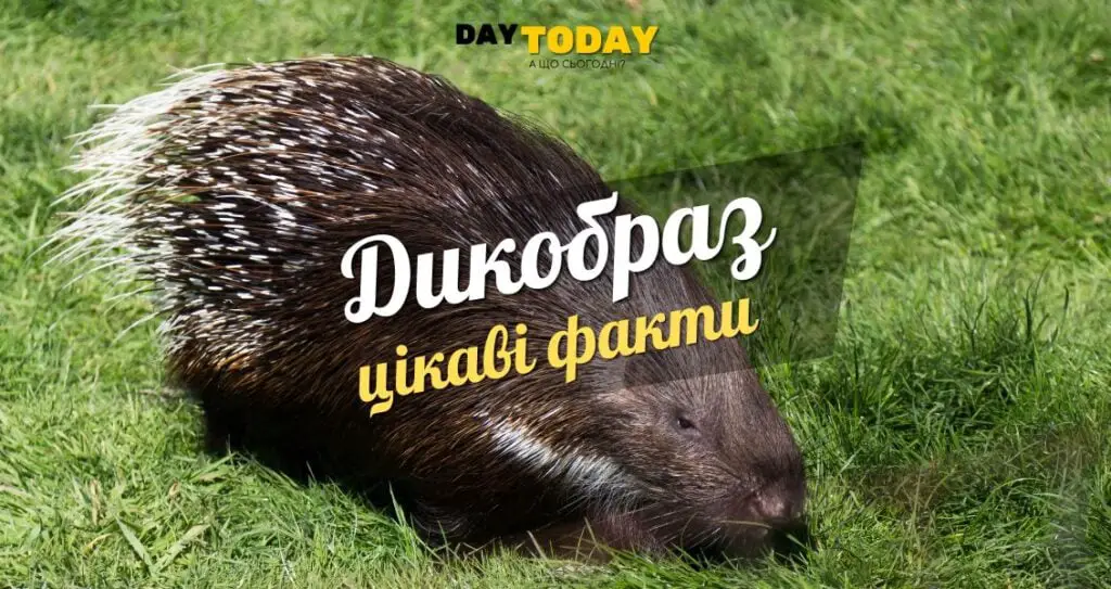 Цікаві факти про дикобразів