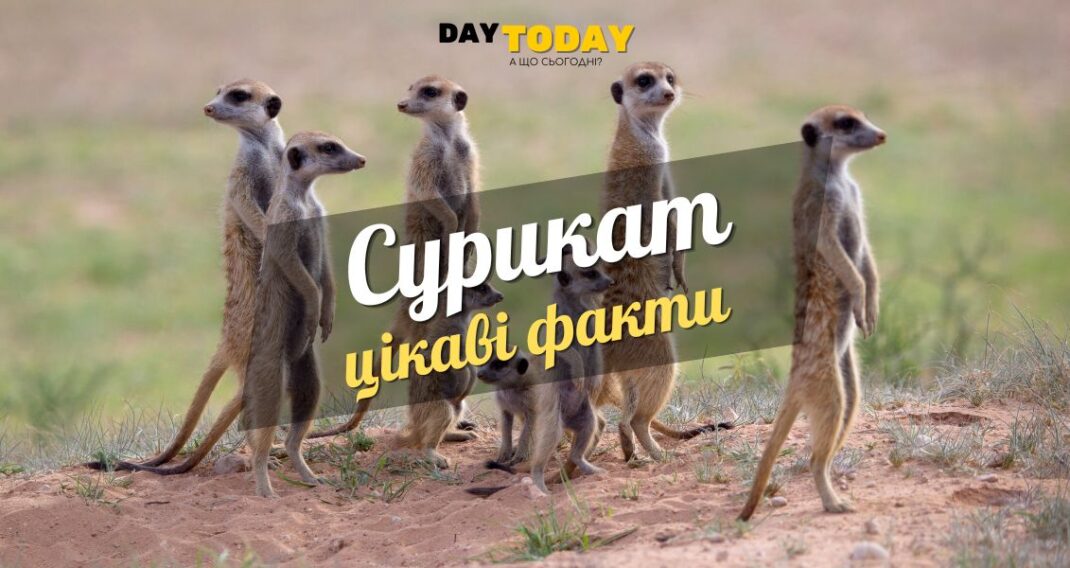 Цікаві факти про сурикатів