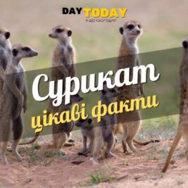 Цікаві факти про сурикатів