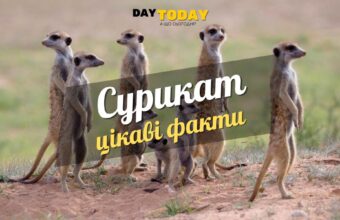Цікаві факти про сурикатів