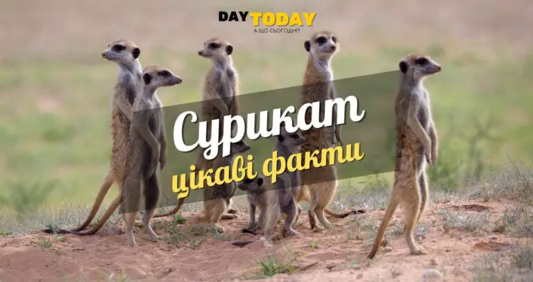 Цікаві факти про сурикатів