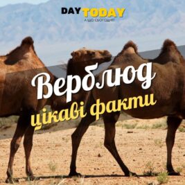 Цікаві факти про верблюдів