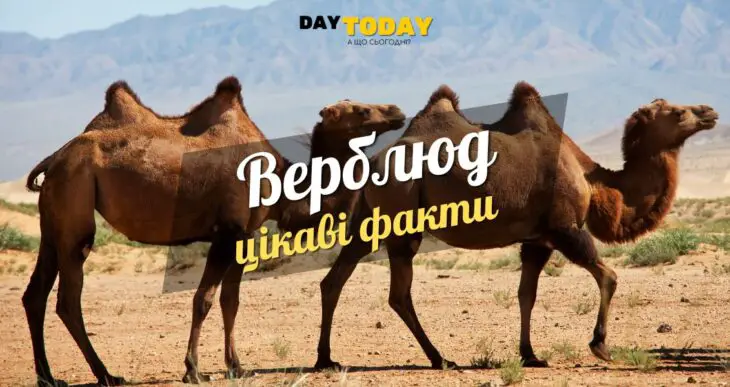 Цікаві факти про верблюдів