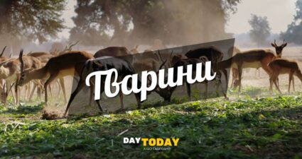 Тварини