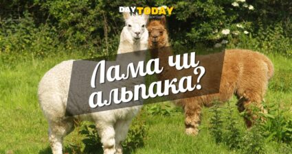 Ходімо далі? Наступна стаття