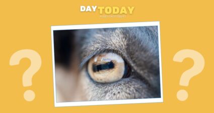 Ходімо далі? Наступна стаття