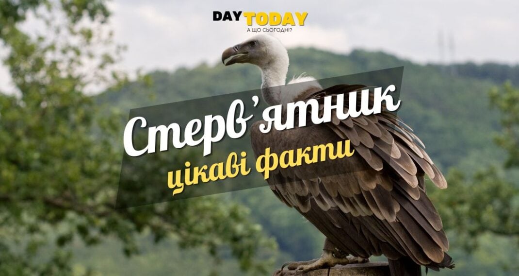 Цікаві факти про стервʼятників