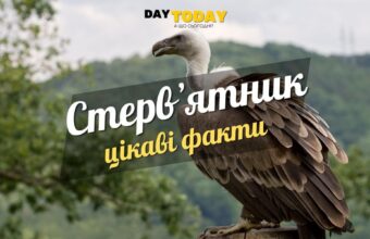 Цікаві факти про стервʼятників