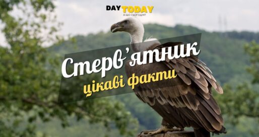 Цікаві факти про стервʼятників