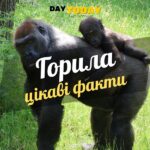 TSikavi fakty pro horyl
