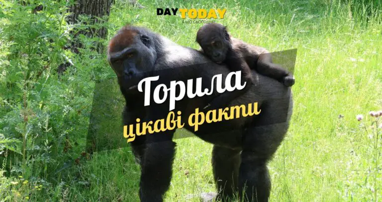 Цікаві факти про горил