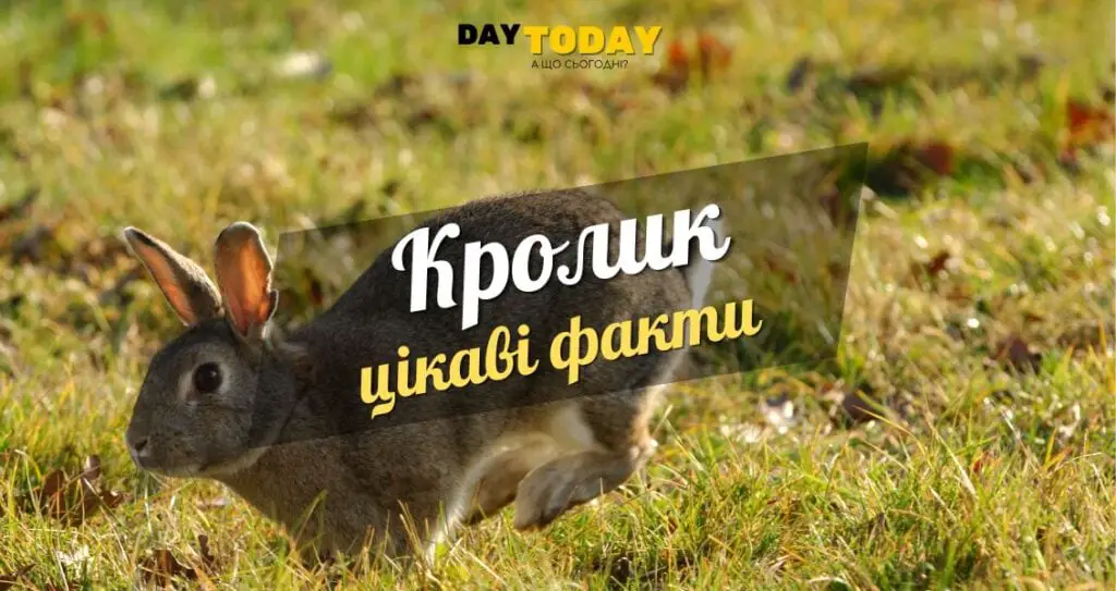 Цікаві факти про кроликів