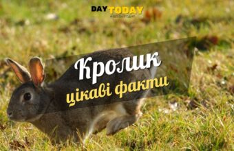 Цікаві факти про кроликів