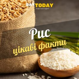 Цікаві факти про рис