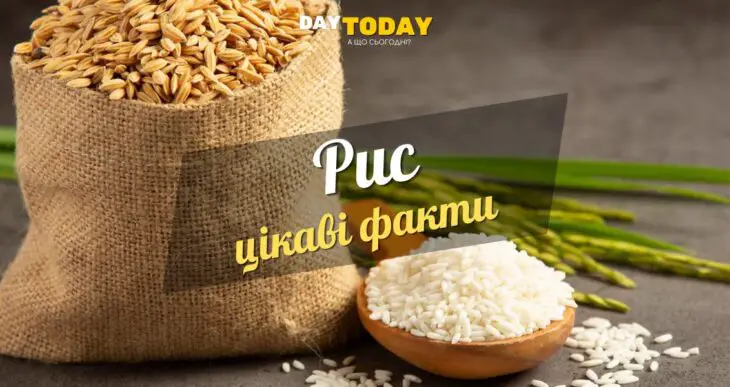 Цікаві факти про рис