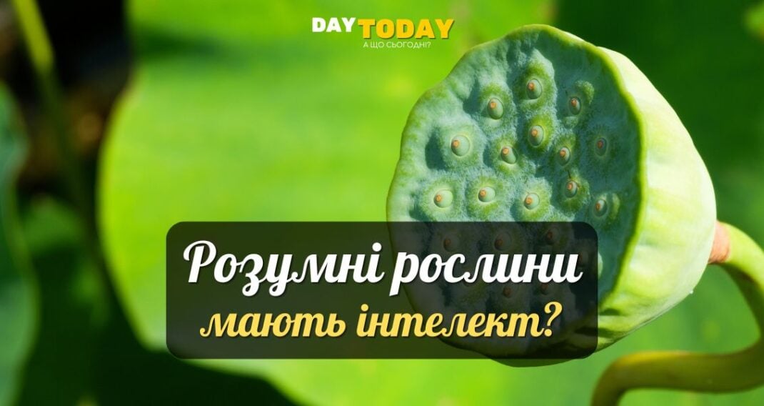 10 таємниць інтелекту рослин
