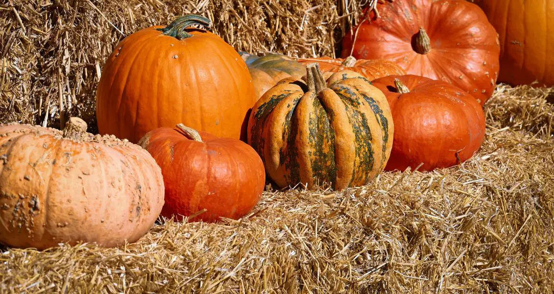 День гарбуза в Україні