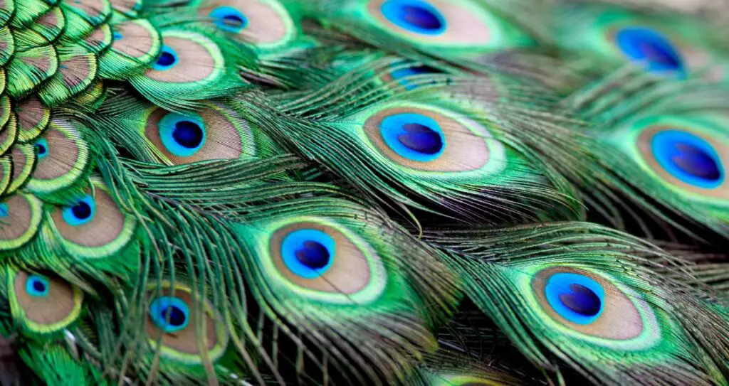 Пір'я павича