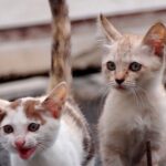 Всесвітній день котів