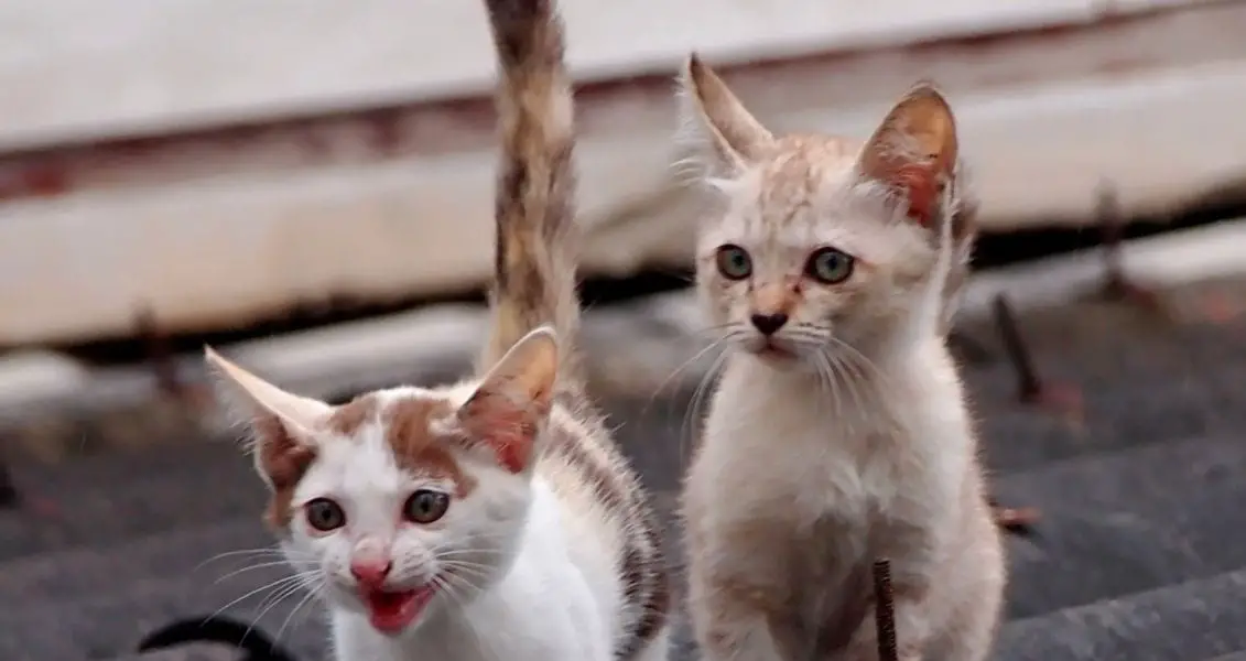 Всесвітній день котів