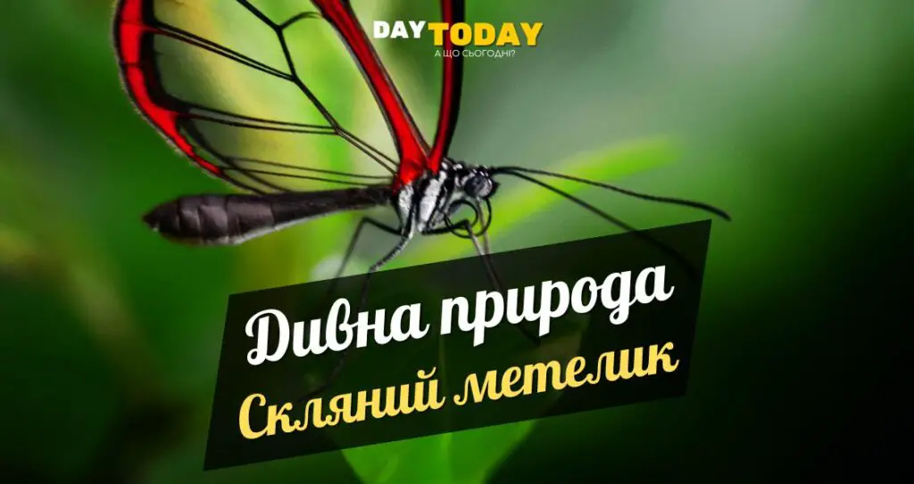 Greta morgane oto - Скляний метелик