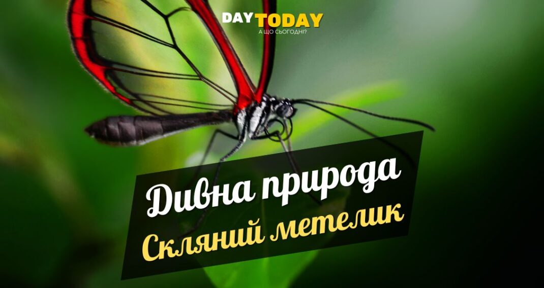Greta morgane oto - Скляний метелик
