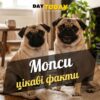 Цікаві факти про мопсів
