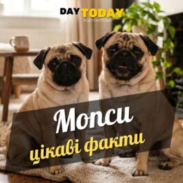 Цікаві факти про мопсів