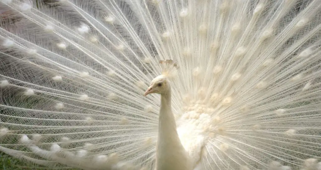 Білий павич