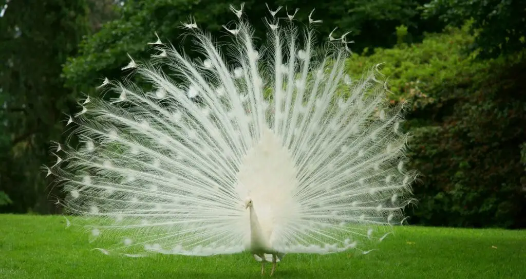 Білий павич різновид Індійського павича