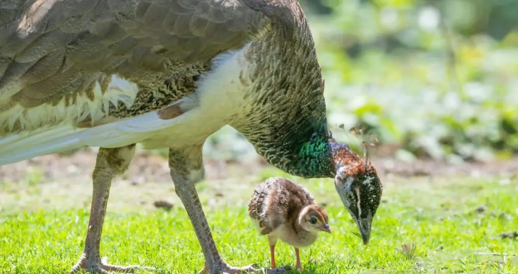 Мати-пава з пташеням