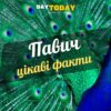 Цікаві факти про павичів