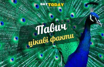 Цікаві факти про павичів