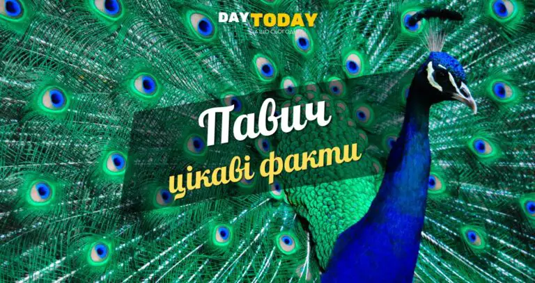Цікаві факти про павичів