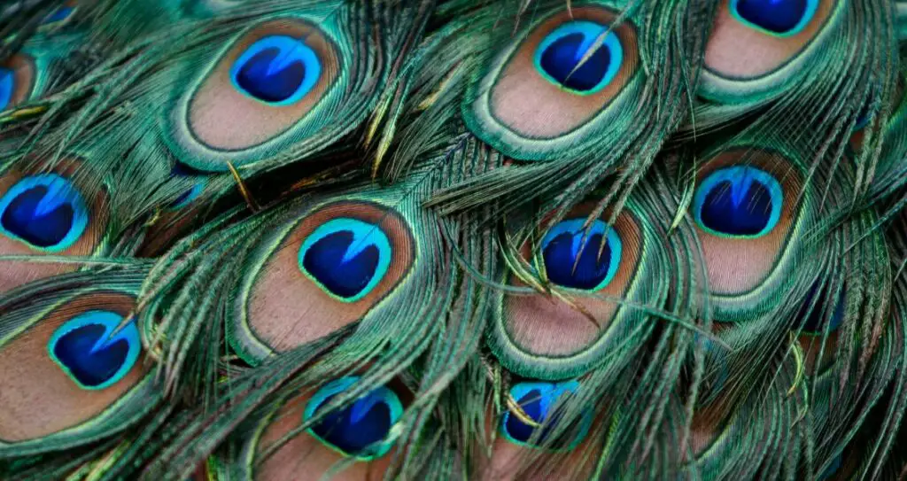 пірʼя павича