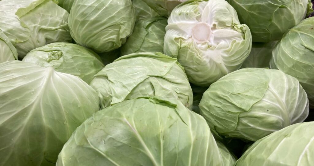 Білокачанна капуста