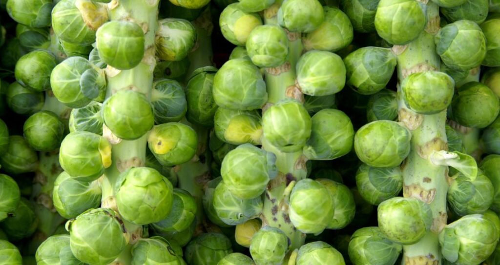 Брюссельська капуста