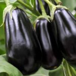 Міжнародний день баклажана