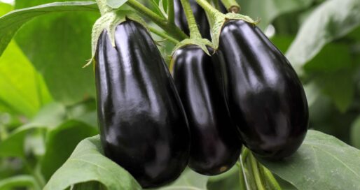 Міжнародний день баклажана