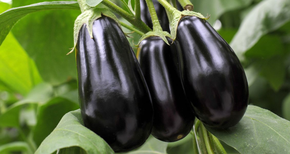 Міжнародний день баклажана