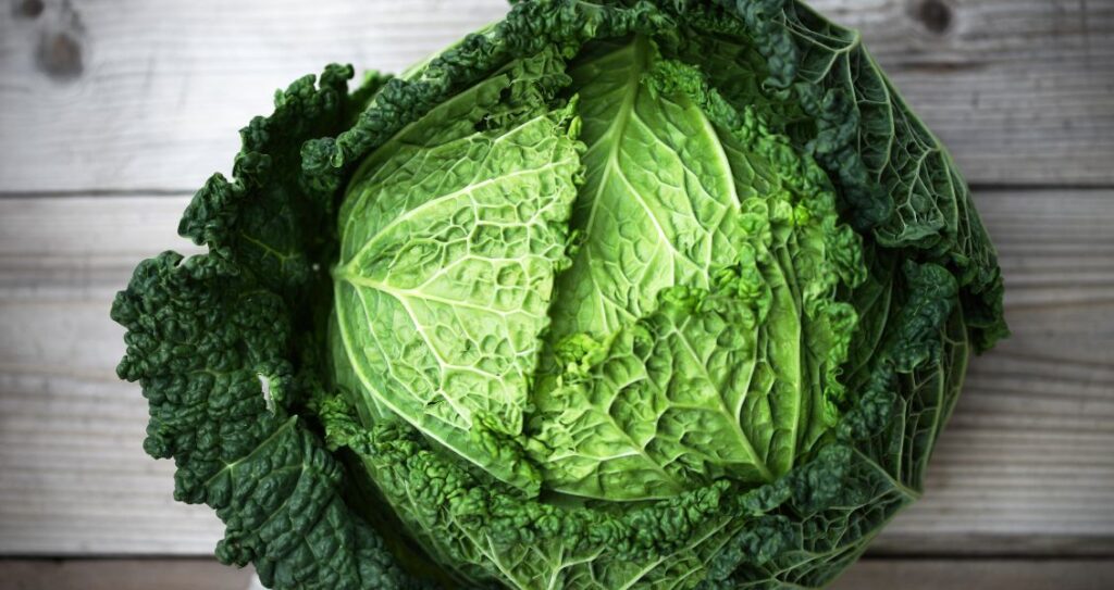 Савойська капуста
