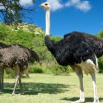 Всесвітній день страуса