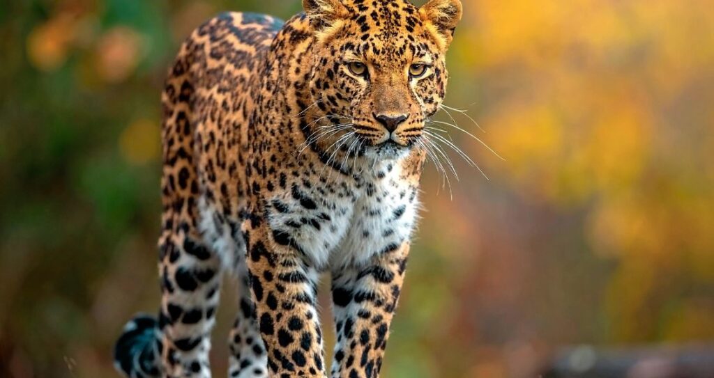 Амурський леопард