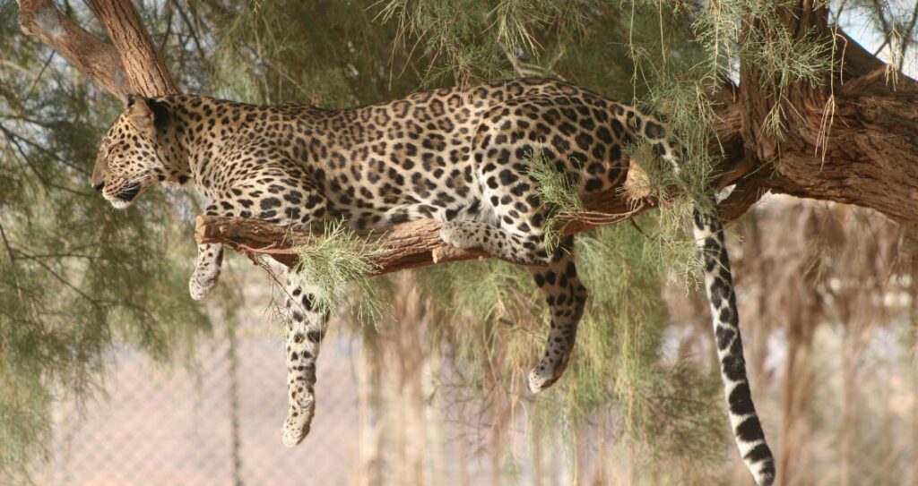 Аравійський леопард